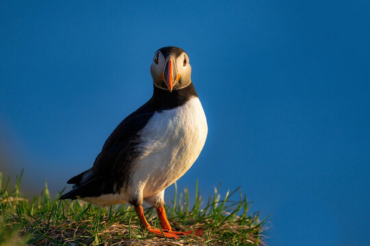 An Atlantic Puffin (Fratercula arctica), in Borgarfjaroarhofn, Iceland, Polar Regions