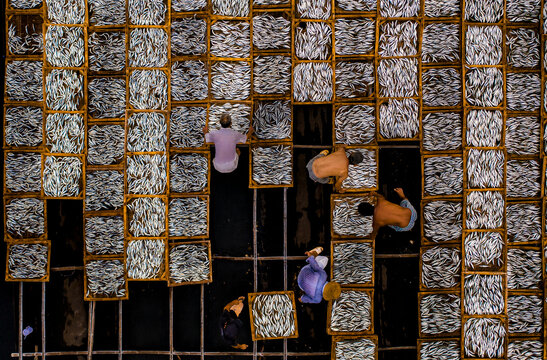 Drying fish in Vung Tau, Vietnam, Indochina, Southeast Asia, Asia