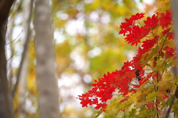 赤く紅葉したモミジ