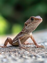 Obraz premium Lizard on ground