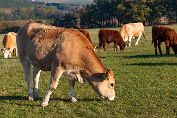 Cows is grazing in a pasture on an autumn day.