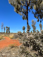 Desert Flowers