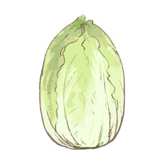 白菜_野菜イラスト手描きアイコン