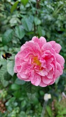 bumblebee and rosehip flower