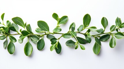 Naklejka premium Fresh Mistletoe Branch on White Background