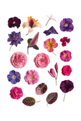 A collection flower vibrant set of roses and delicate rose petals, perfect for spring and summer designs