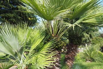 The Arecaceae is a family of perennial, flowering plants in the monocot order Arecales....