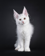 Adorable solid white Maine Coon cat kitten, standing facing front. Looking to camera with cute head tilt. Isolated on a black background.