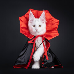 Adorable solid white Maine Coon cat kitten, sitting up facing front wearing a black and red dracula...