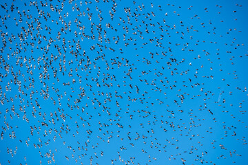 A flock of starling birds in the sky