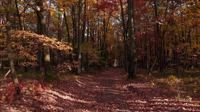 Forest autumn path Dron dji air 3s