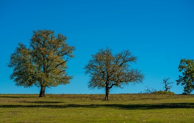 Obraz premium Trees in an open field under a blue sky