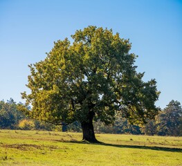 Solitary Oak Tree in Sunlit Meadow