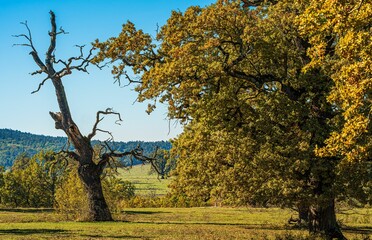 Scenic rural landscape with oak and barren tree.