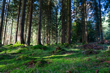 Sunlight through the trees
