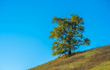 Obraz premium Lone tree on a grassy hill under a clear blue sky.