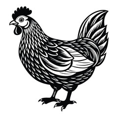 hen and chicken isolated on white background