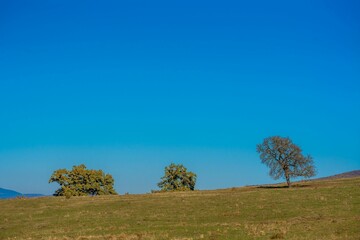 Serene landscape with trees and blue sky