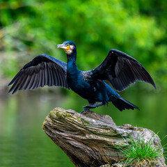 Cormorant takes flight