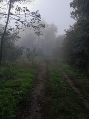 Fototapeta premium morning in the forest