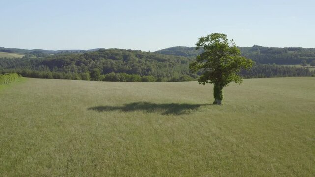 Establishing shot of lateral traveling drone footage in the afternoon countryside landscape of field with a single tree on a sunny day in spring and summer.