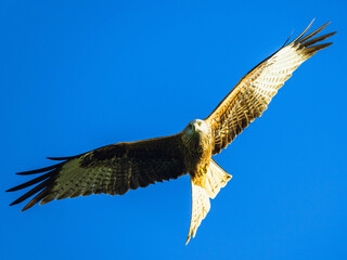 Fototapeta premium Red Kite, Milvus milvus, bird in flight