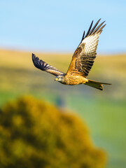 Fototapeta premium Red Kite, Milvus milvus, bird in flight