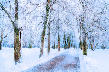 Winter picturesque landscape with snowy winter trees along the winter park alley