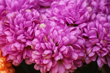 Fototapeta premium Beautiful colorful flowers, chrysanthemums. Artificial flowers.