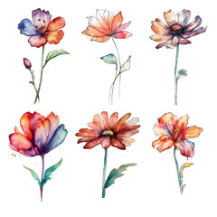 watercolor flowers set, illustration