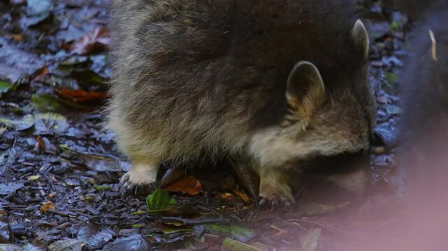 North American Raccoon Sniffing Ground and Foraging Before Looking Up and Around with Another Animal Walking in Background 4K