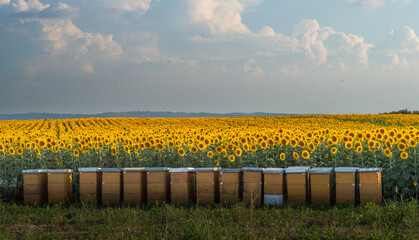 A beautiful sunflower field   with beehives on the front