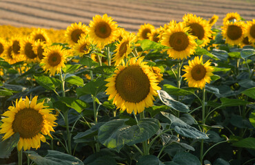 A nice sunflowers in a field.
