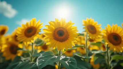 Fototapeta premium Vibrant sunflowers towering against a bright blue sky, showcasing nature's grandeur from an ant's perspective, emphasizing height and beauty