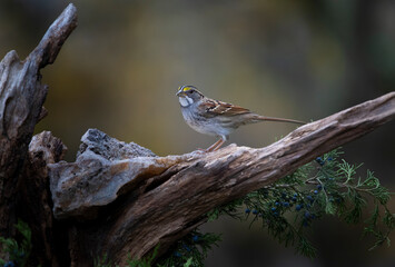 White throated sparrow on perch 