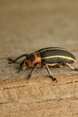 black and yellow weevil with orange head