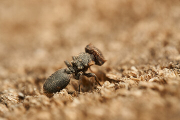 A strange ant on a wood Cephalotes jheringi