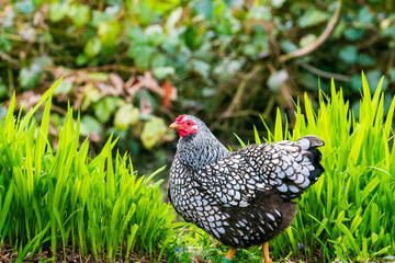 Young silver laced Wyandotte hen seen by a large pond in a free range English garden. The small...