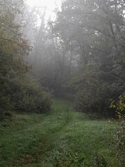 Obraz premium morning in the woods