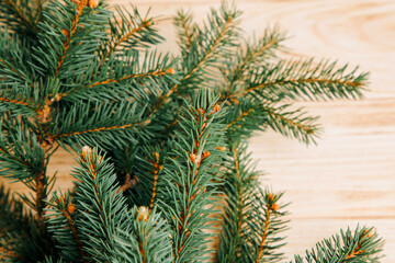 New Year, Christmas background. Branches of a green Christmas tree on a light wooden background. Top view