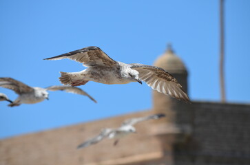 A seagull gliding gracefully in front of the Skala de la Ville in Essaouira. The bird’s wings are spread wide against the backdrop of the fortress and clear blue sky
