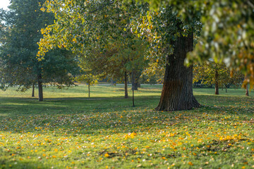Obraz premium Autumn landscape, tree on a green meadow covered with fallen yellow leaves