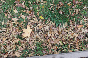 Autumn Leaves Scattered on Grass in a Natural Park Setting