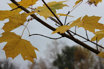 Golden Autumn Maple Leaves Against Overcast Sky in Tranquil Forest Setting