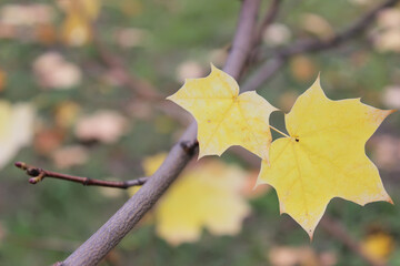 Close-Up of Yellow Autumn Leaves on Branch with Blurred Green Background
