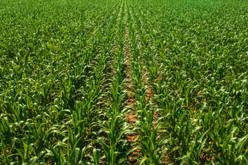 Corn maize plantation field in diminishing perspective, aerial view from drone pov
