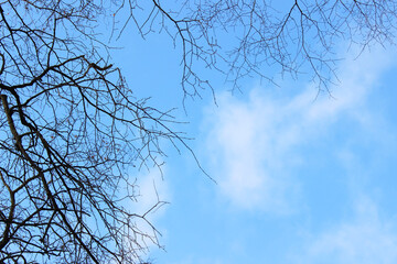 Bare Tree Branches Against a Clear Blue Sky on a Winter Day