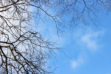 Winter Bare Tree Branches Against Clear Blue Sky in Serene Nature Scene
