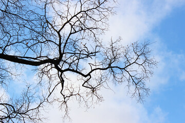 Bare Branch Silhouettes Against Bright Blue Sky and Clouds