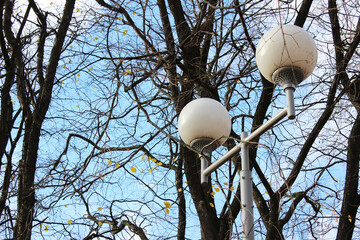 Urban Street Lamps Amidst Bare Autumn Trees and Blue Sky